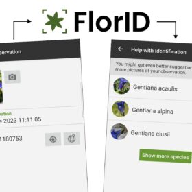 Adesso c’è un’App svizzera per fare vera ricerca su piante e fiori