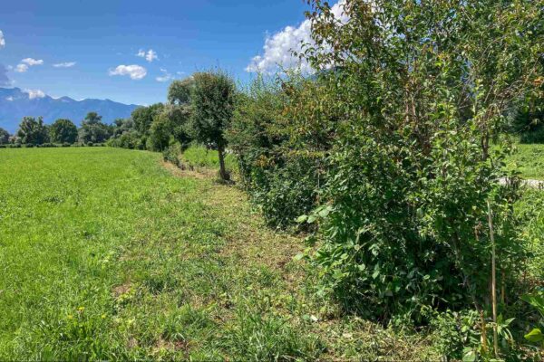 All’Aerodromo militare di Locarno un innovativo rifugio per la fauna