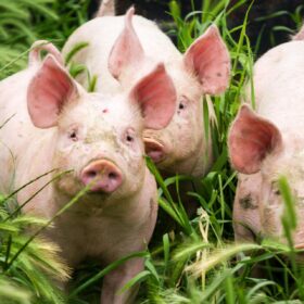 Che cos’hanno in comune molte eccellenze alimentari e l’Eparina?