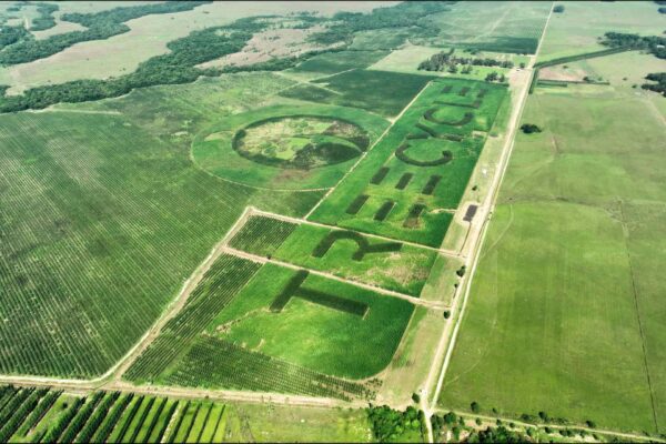 Cresce in Paraguay il… logotipo naturale più grande del mondo