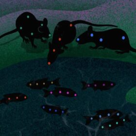 Il “deep learning” studia le interazioni sociali fra animali