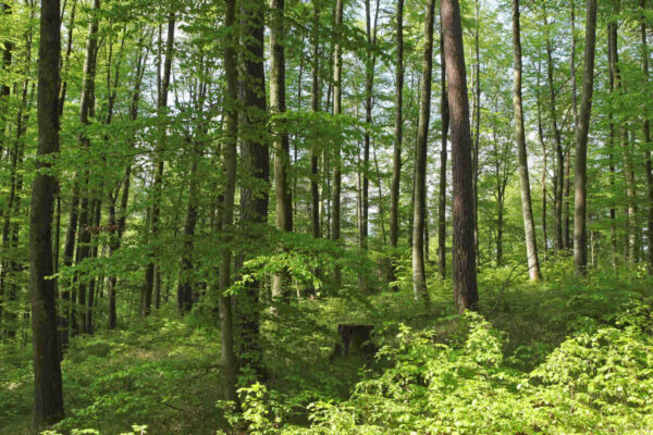 Il concreto aiuto del bosco alla nostra transizione energetica