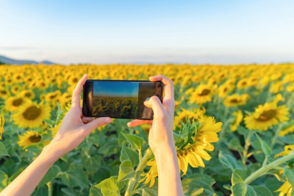 Una “società del girasole” per contrastare il riscaldamento globale