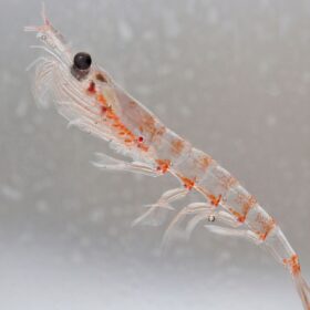 Proteggere le acque dell’Antartico e il futuro: le ricerche sul Krill