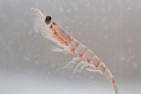 Proteggere le acque dell’Antartico e il futuro: le ricerche sul Krill