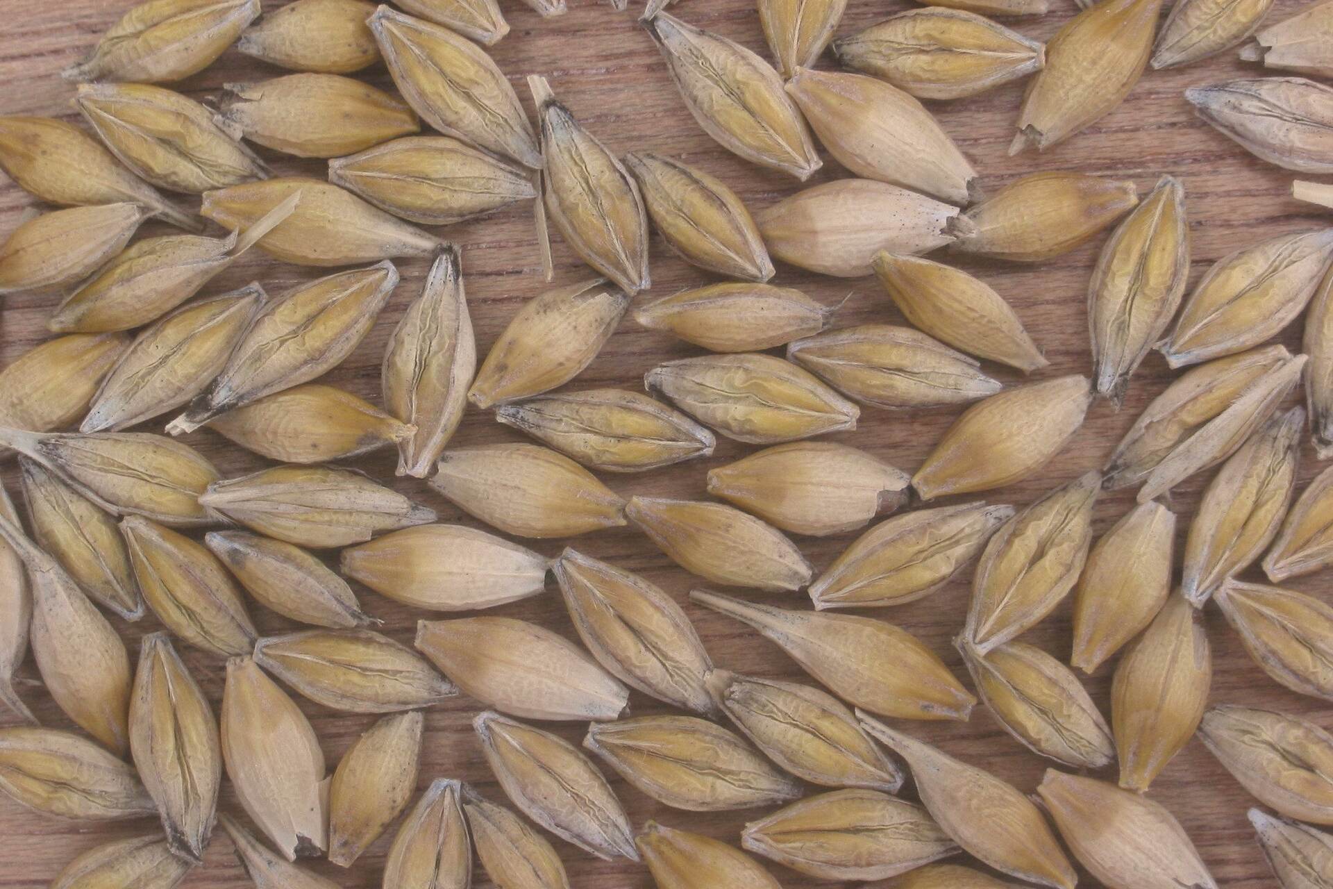 In Svizzera sì all'emissione di orzo geneticamente modificato