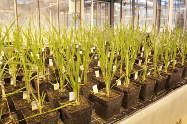 In Svizzera sì all’emissione di orzo geneticamente modificato