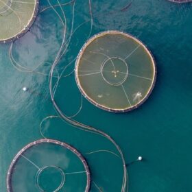 A Palau il laboratorio della pescicoltura che ci sfamerà in futuro