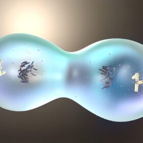 Così le cellule “sotto pressione” correggono i loro errori