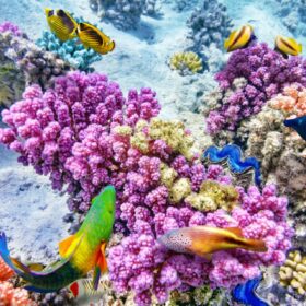 La Grande Barriera Corallina soffre. Il problema? Gli esseri umani…