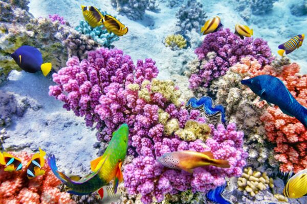 La Grande Barriera Corallina soffre. Il problema? Gli esseri umani…