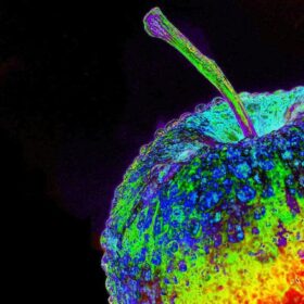 In Svizzera la digitalizzazione prende piede in agricoltura