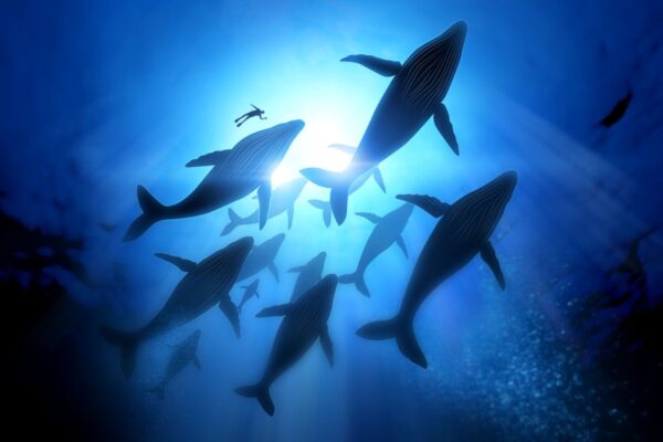 L’inquinamento nascosto che sta distruggendo i nostri Oceani