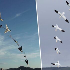 Premio a ProteusDrone, il soffice robot dalle forme mutanti