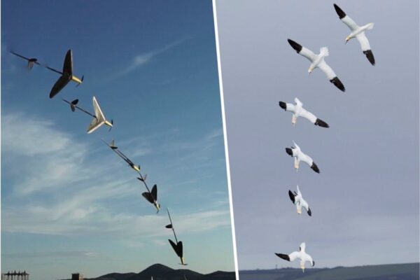 Premio a ProteusDrone, il soffice robot dalle forme mutanti