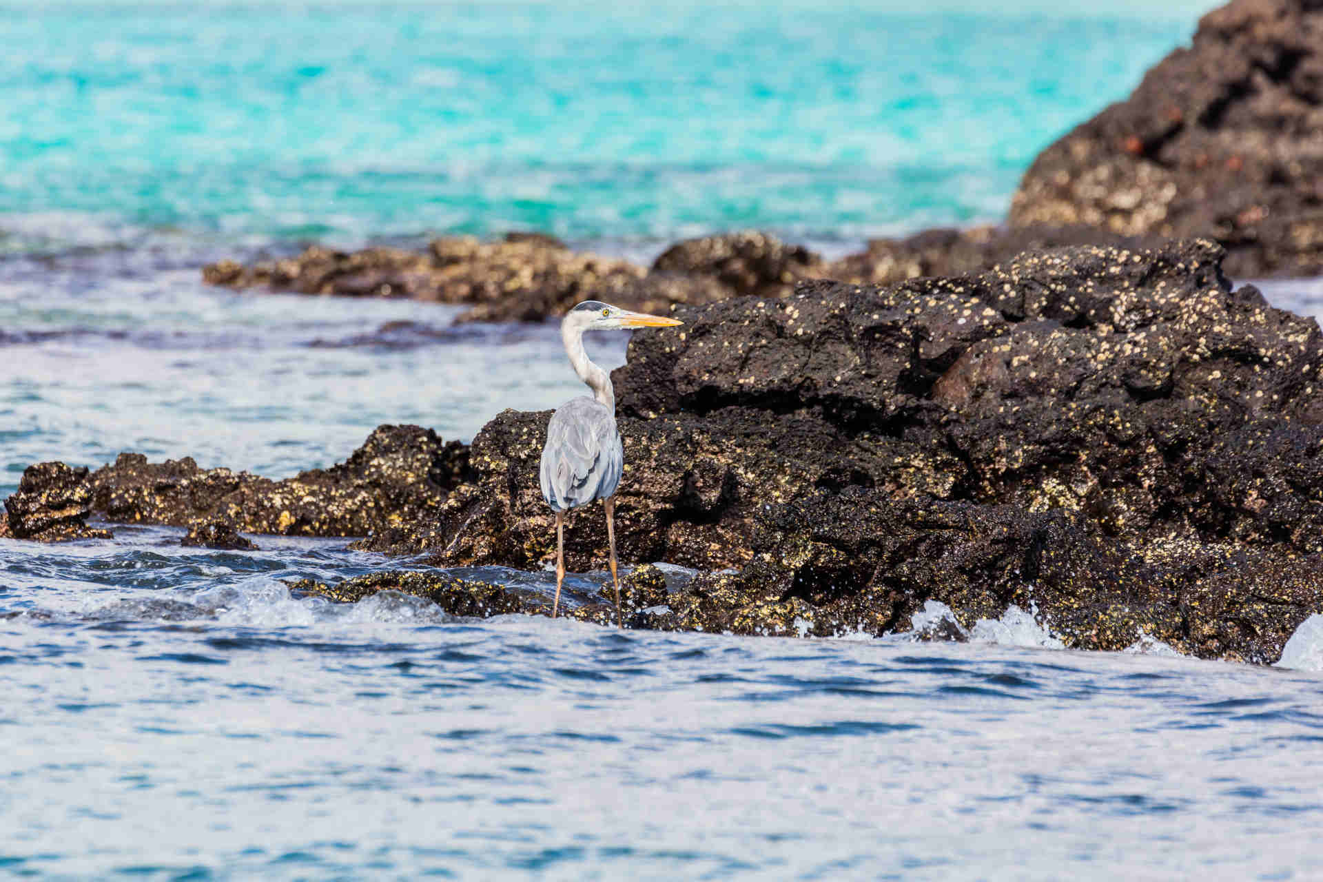 Spedizione alle Galápagos per proteggere le acque internazionali