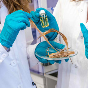 Inquinamento da microplastiche: la soluzione viene dalle piante