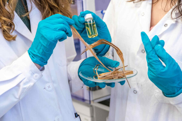 Inquinamento da microplastiche: la soluzione viene dalle piante