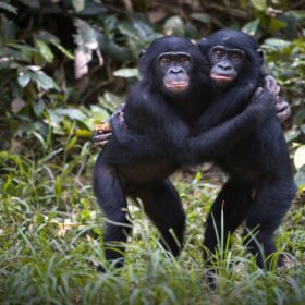 Osservare le scimmie per comprendere a fondo gli esseri umani