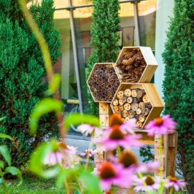 Biodiversità: anche le città possono favorirla e proteggerla