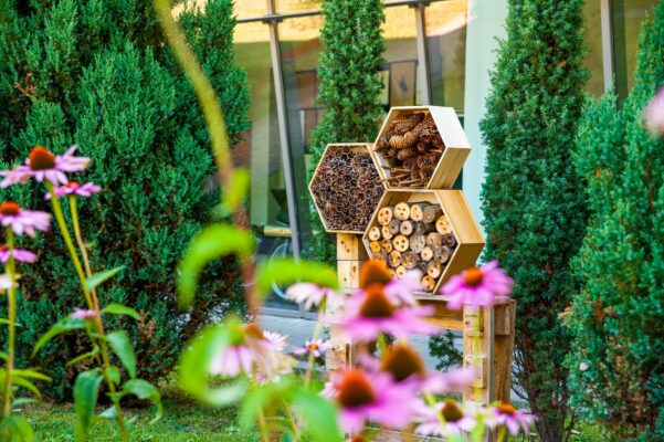 Biodiversità: anche le città possono favorirla e proteggerla