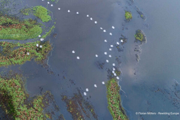 Laguna Szczecin adalah “Danau Terbaik Tahun 2024 yang Terancam”.