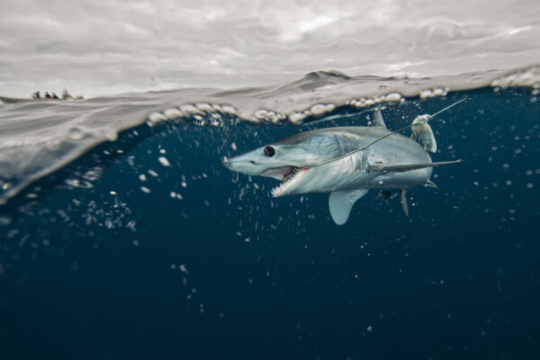 La pesca uccide sempre più squali: l’esito dello studio shock