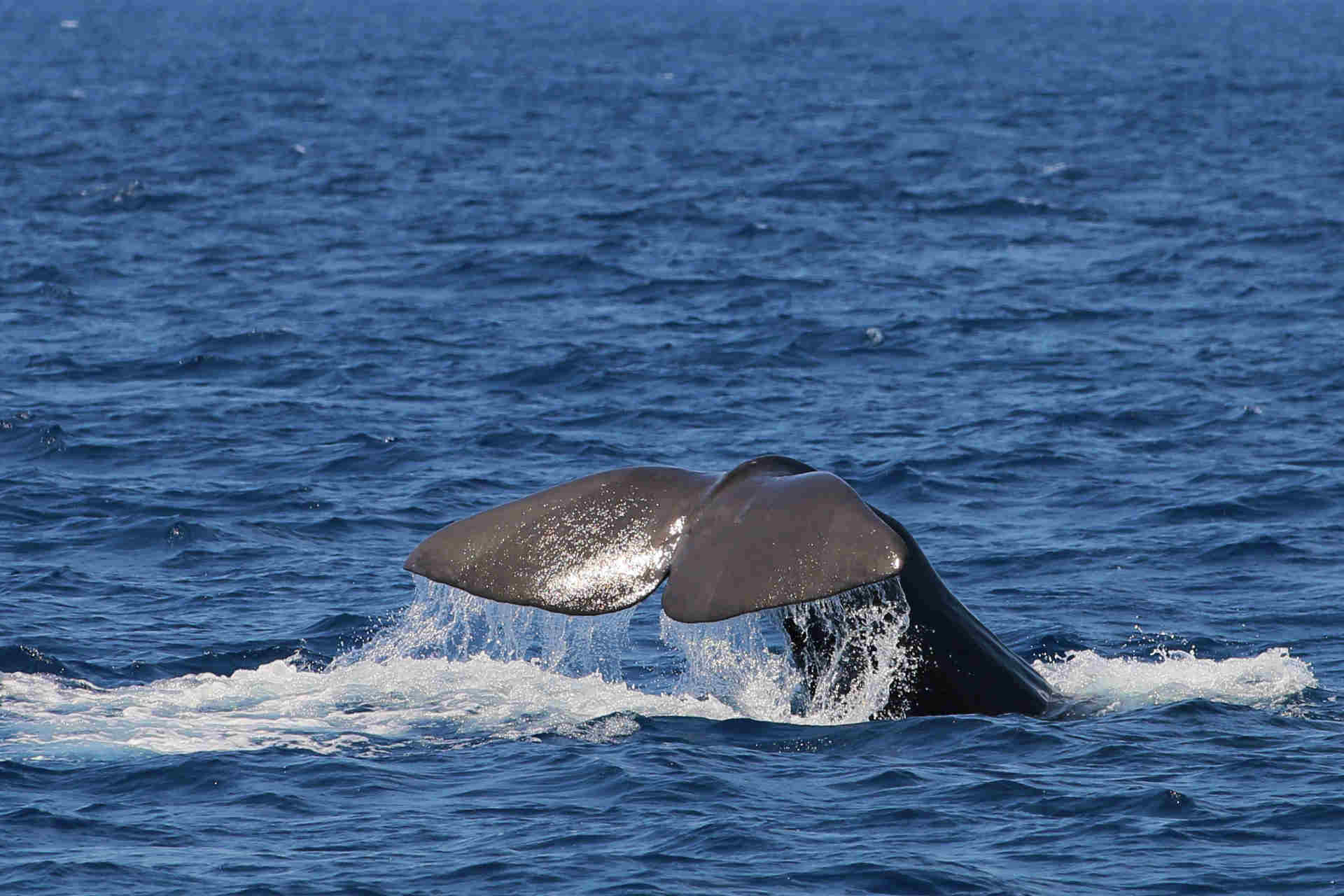 Il Santuario Pelagos e suoi cetacei