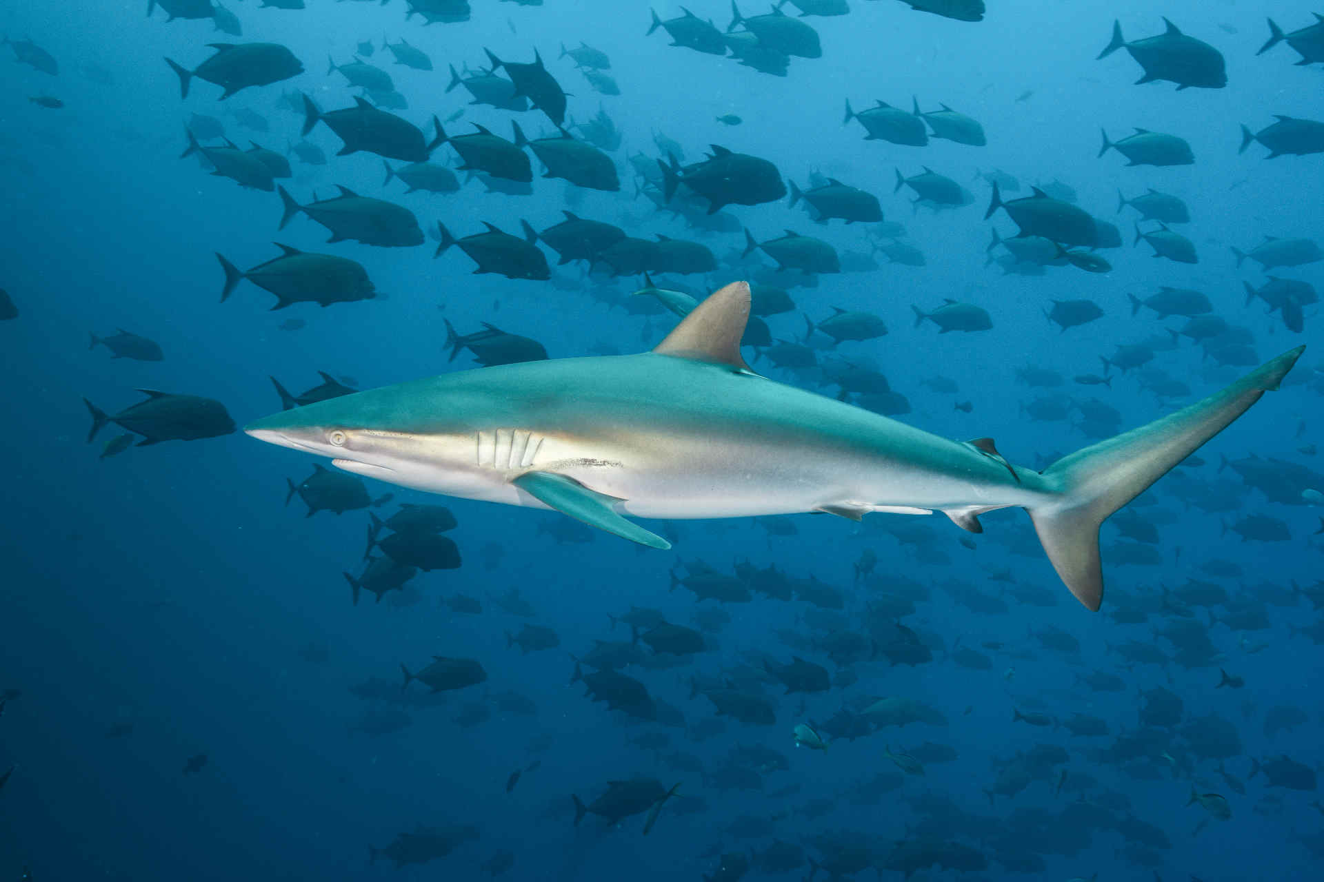 Il viaggio di uno squalo seta nell'Oceano Pacifico