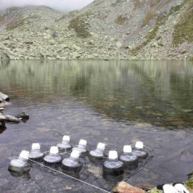 कसरी रूख रेखाहरूले अल्पाइन तालहरूमा जीवन परिवर्तन गर्दछ