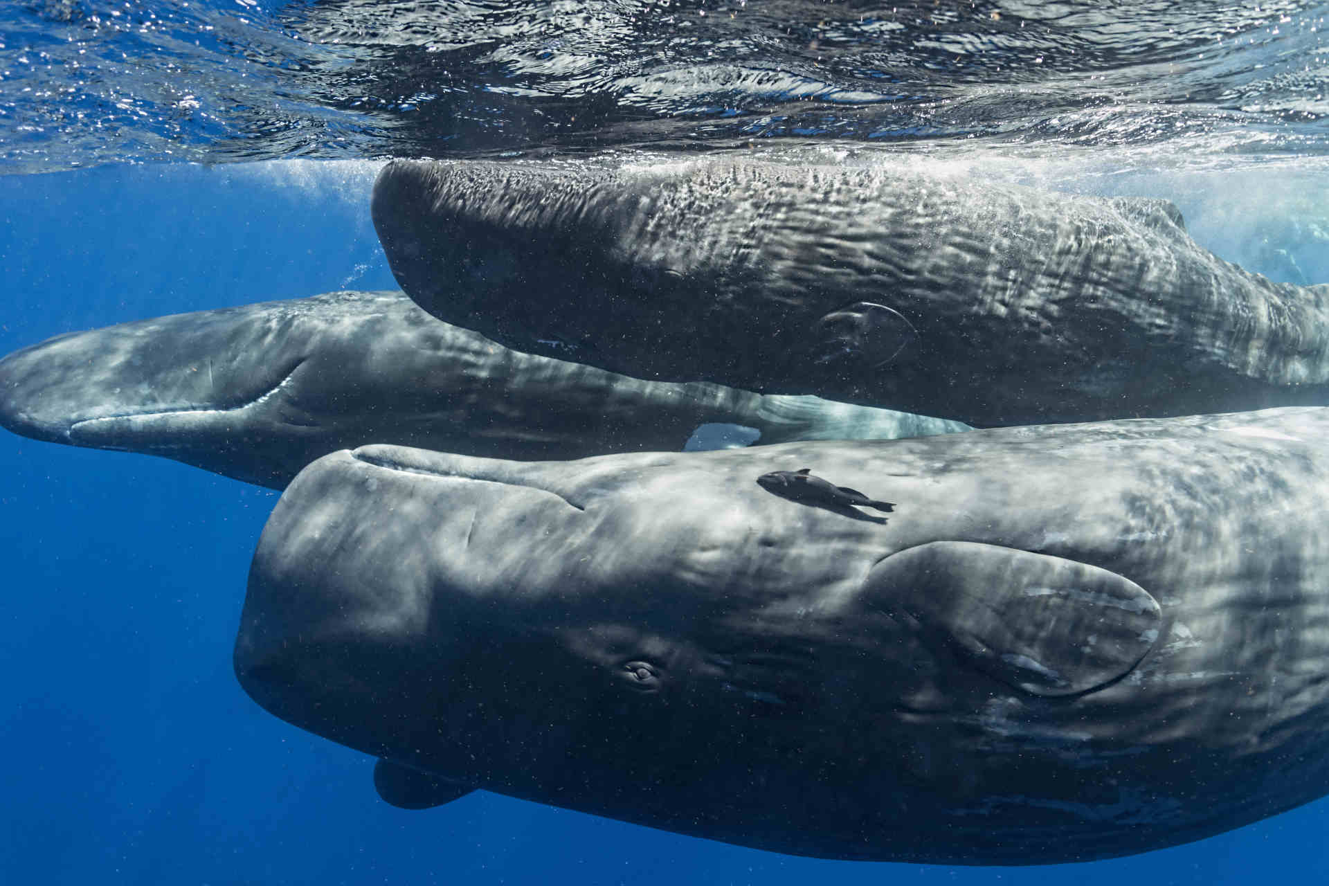 Delfini e capodogli nel mare italiano