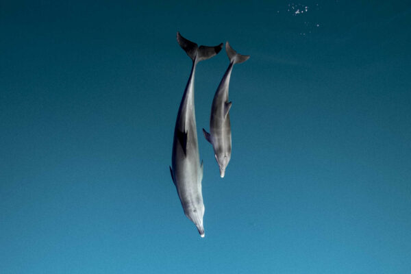 Pelagos, il santuario dei cetacei nel cuore del Mediterraneo