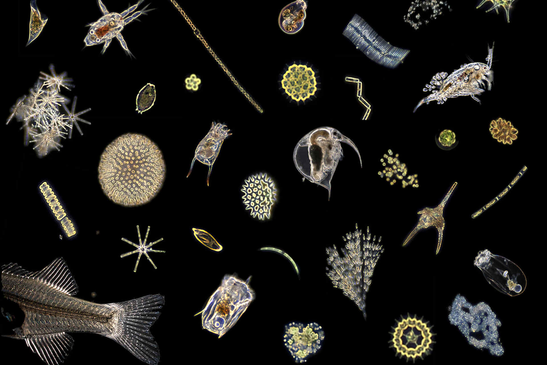 Il Lago di Zugo al microscopio