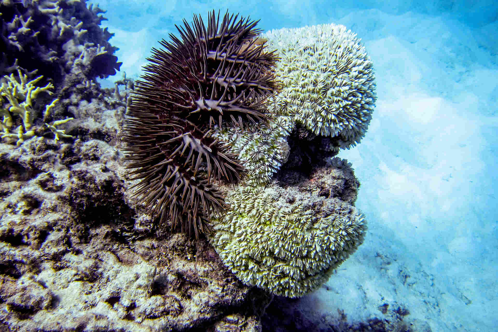 Le stelle marine velenose che mettono in pericolo un intero ecosistema