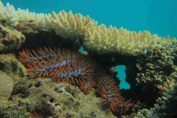 CoTS, le stelle marine giganti che minacciano la barriera corallina