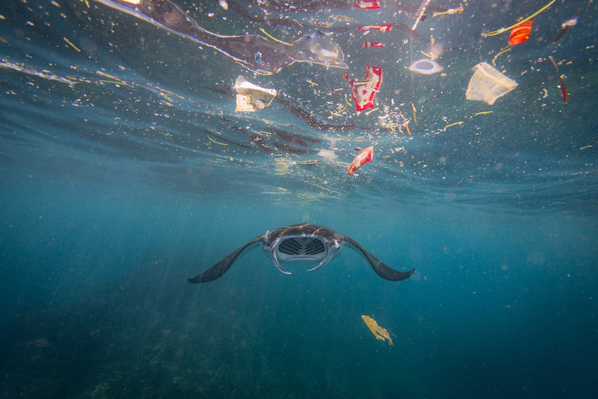 Great Pacific Garbage Patch: una scoperta sensazionale