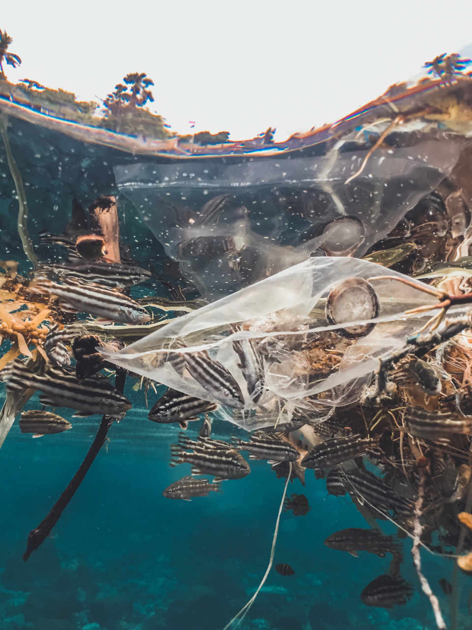Un fungo marino scompone il polietilene solo se questo è stato esposto ai raggi UV