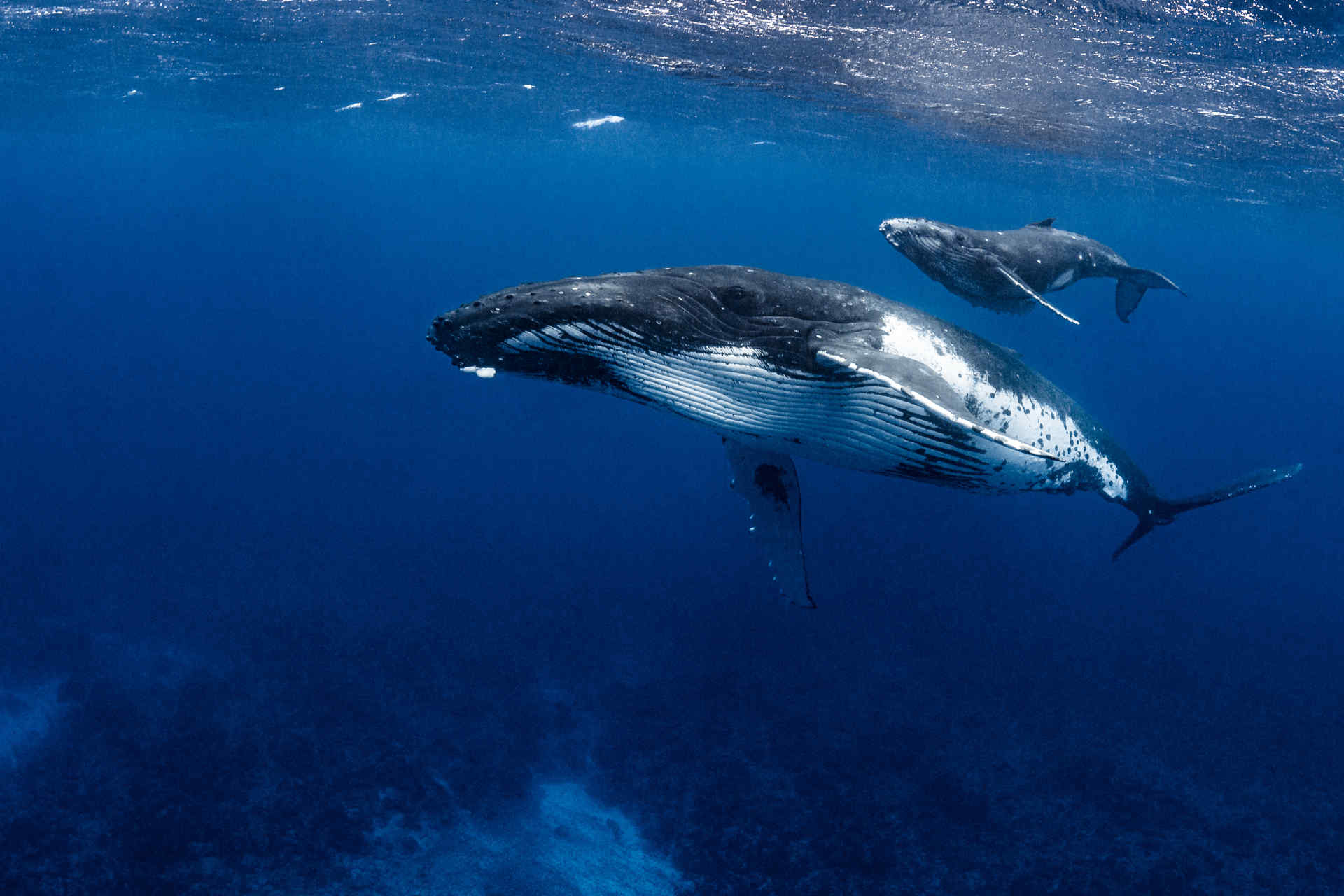 L'estrazione mineraria sottomarina minaccia le balene e non solo
