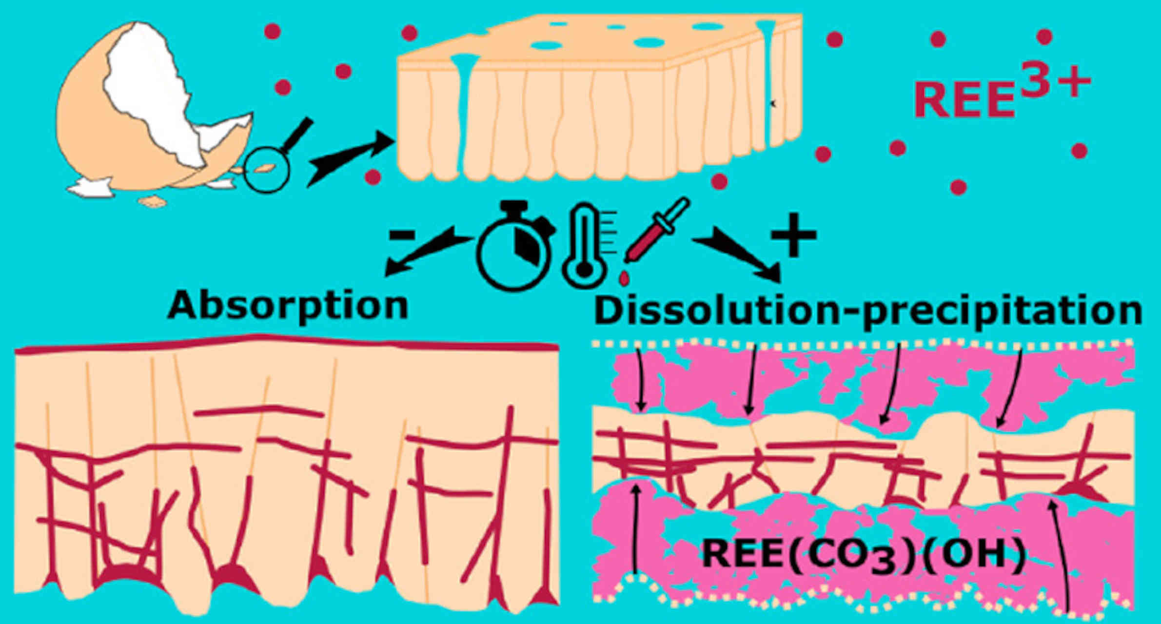 Gusci d'uovo: estrazione sostenibile dei REE