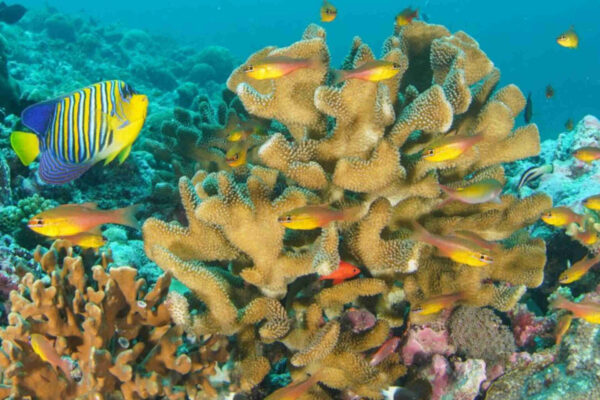 I coralli nel cuore dell’Oceano Indiano