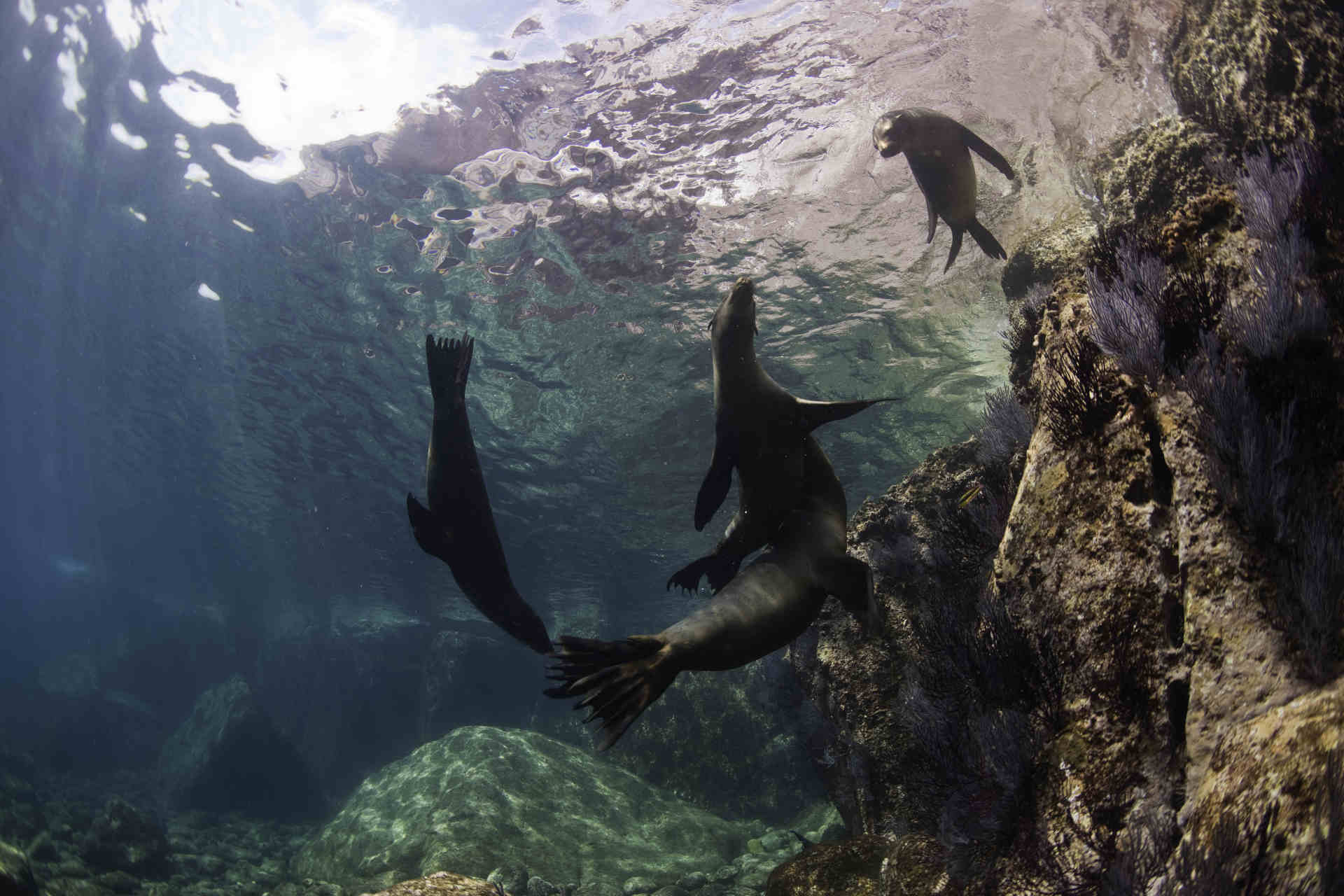 La mappatura dell'oceano grazie ai leoni marini australiani