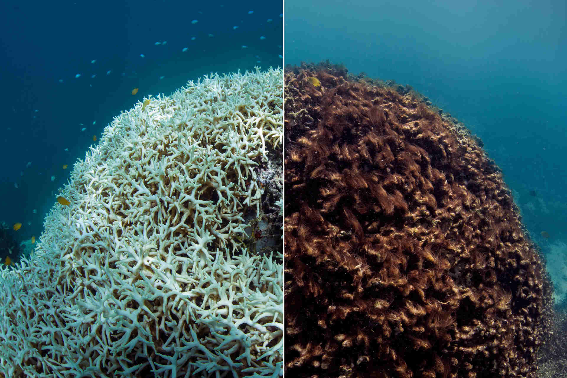 Il riscaldamento globale minaccia l'esistenza dei coralli