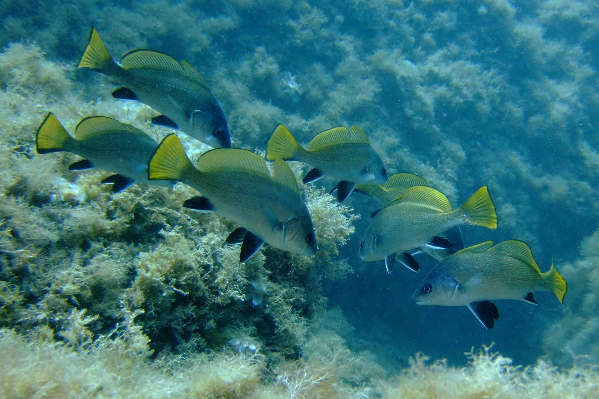 Uno studio sul ritmo vocale della corvina