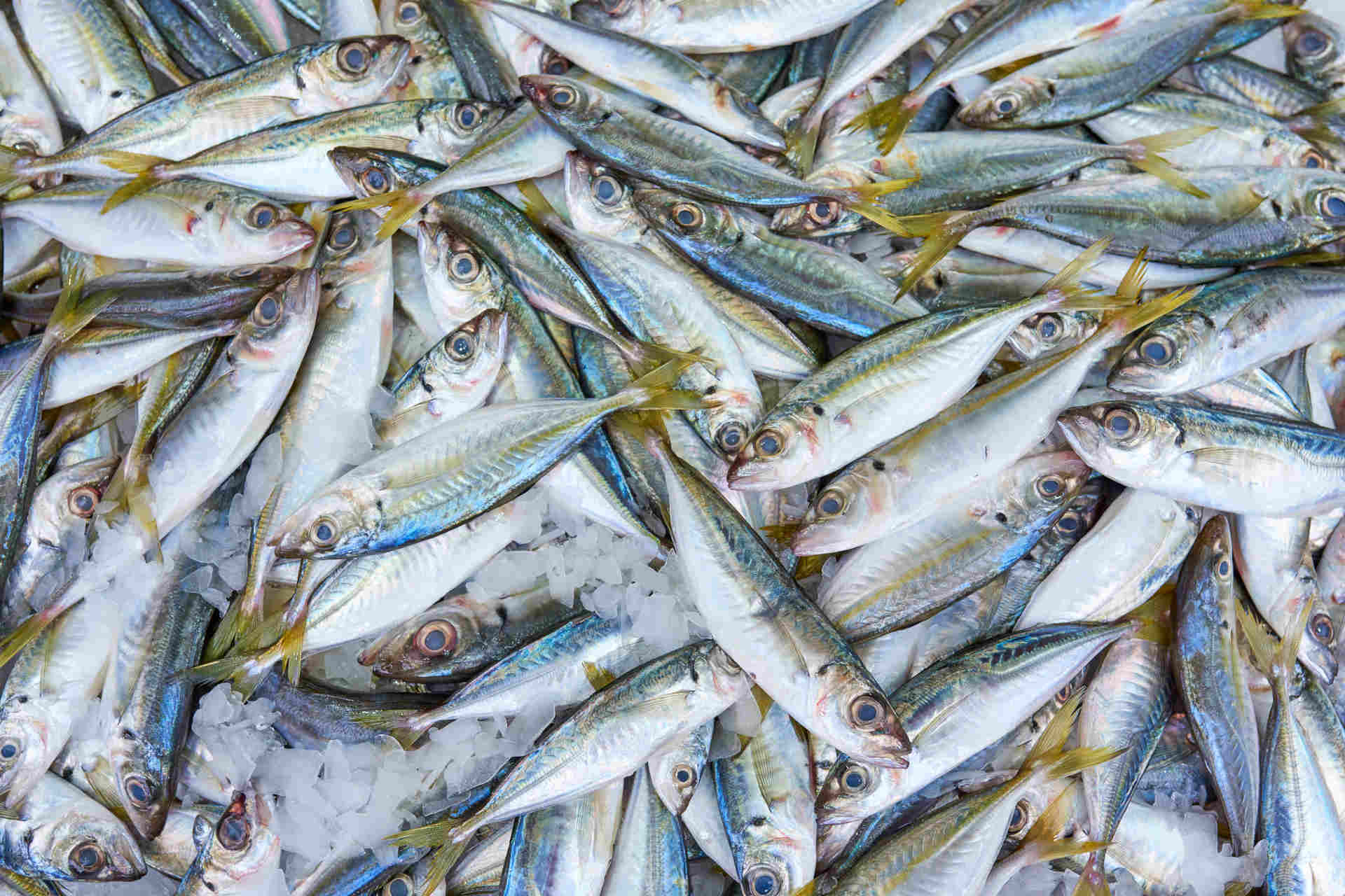 "Controlla il tuo pesce!": la pesca sostenibile vista dai consumatori