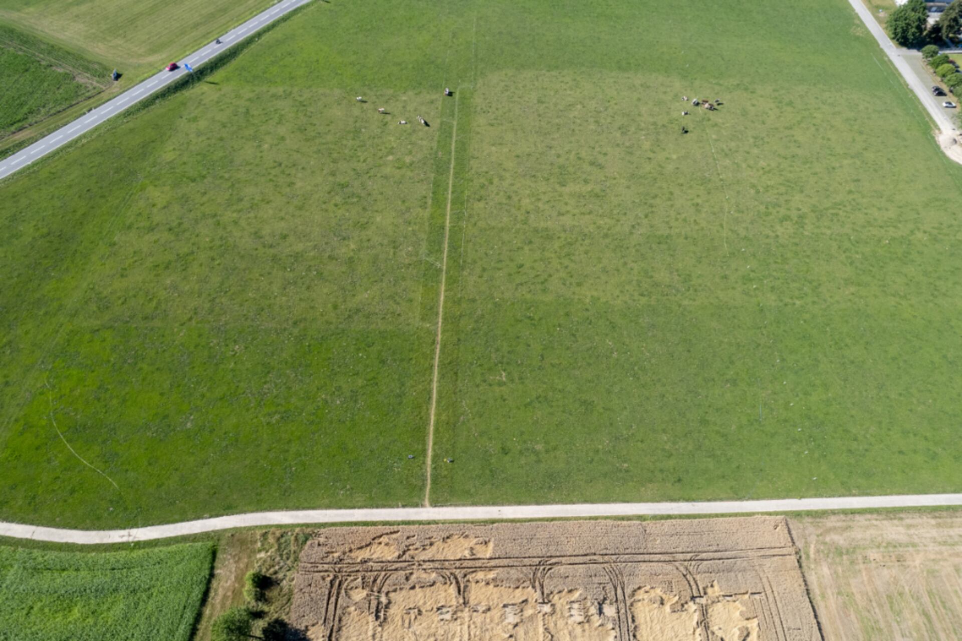 Recinzione virtuale: ogni mucca seguita da Agroscope indossa un collare GPS, collegato a un’App per smartphone