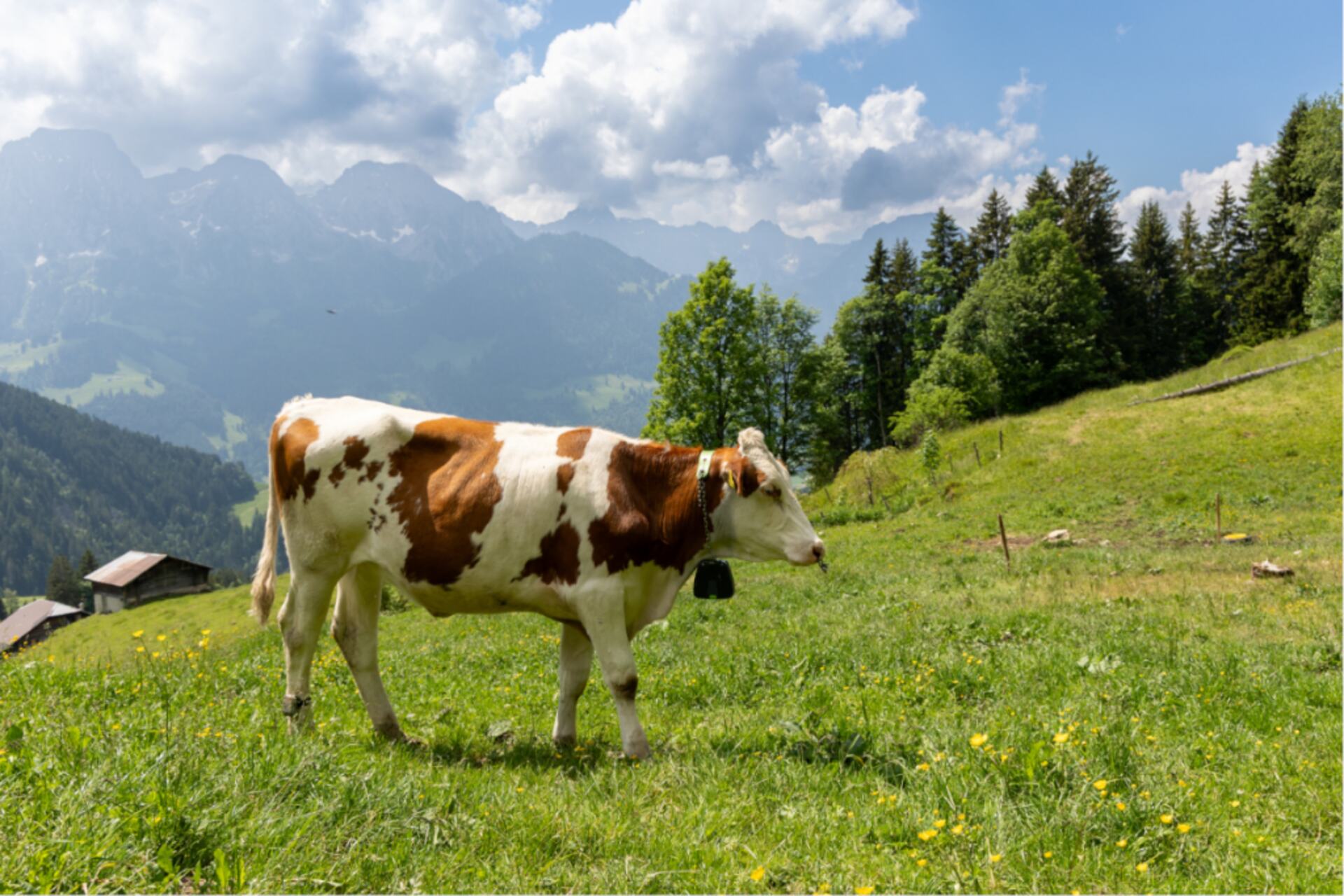 Recinzione virtuale: ogni mucca seguita da Agroscope indossa un collare GPS, collegato a un’App per smartphone