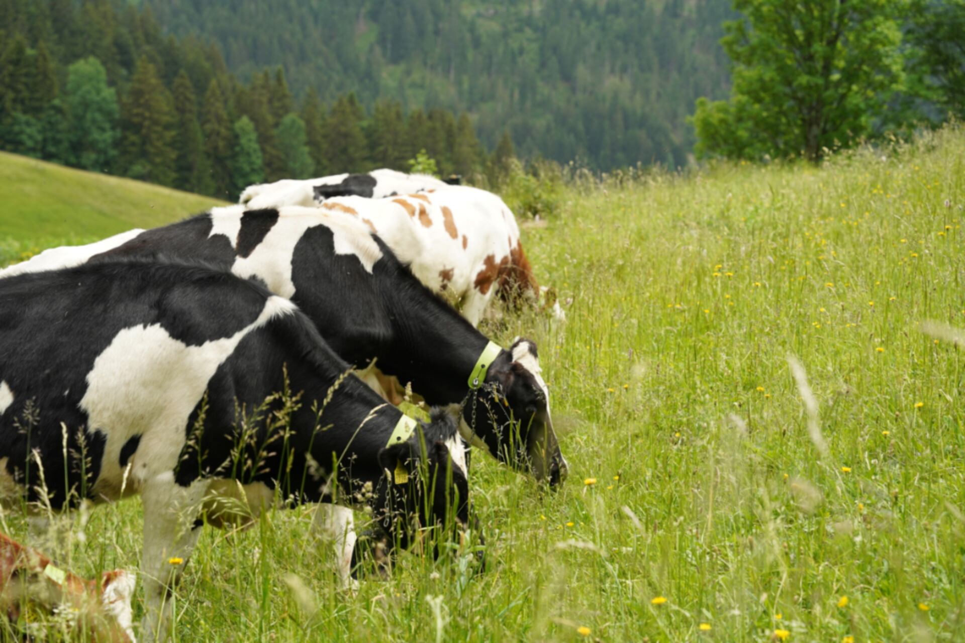 Recinzione virtuale: ogni mucca seguita da Agroscope indossa un collare GPS, collegato a un’App per smartphone