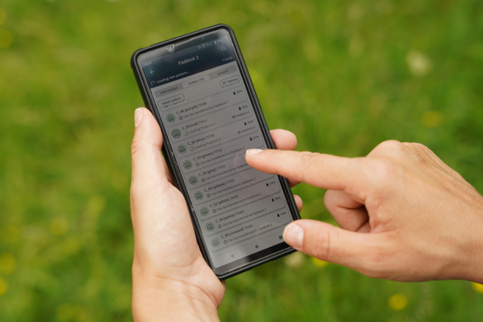 Recinzione virtuale: ogni mucca seguita da Agroscope indossa un collare GPS, collegato a un’App per smartphone