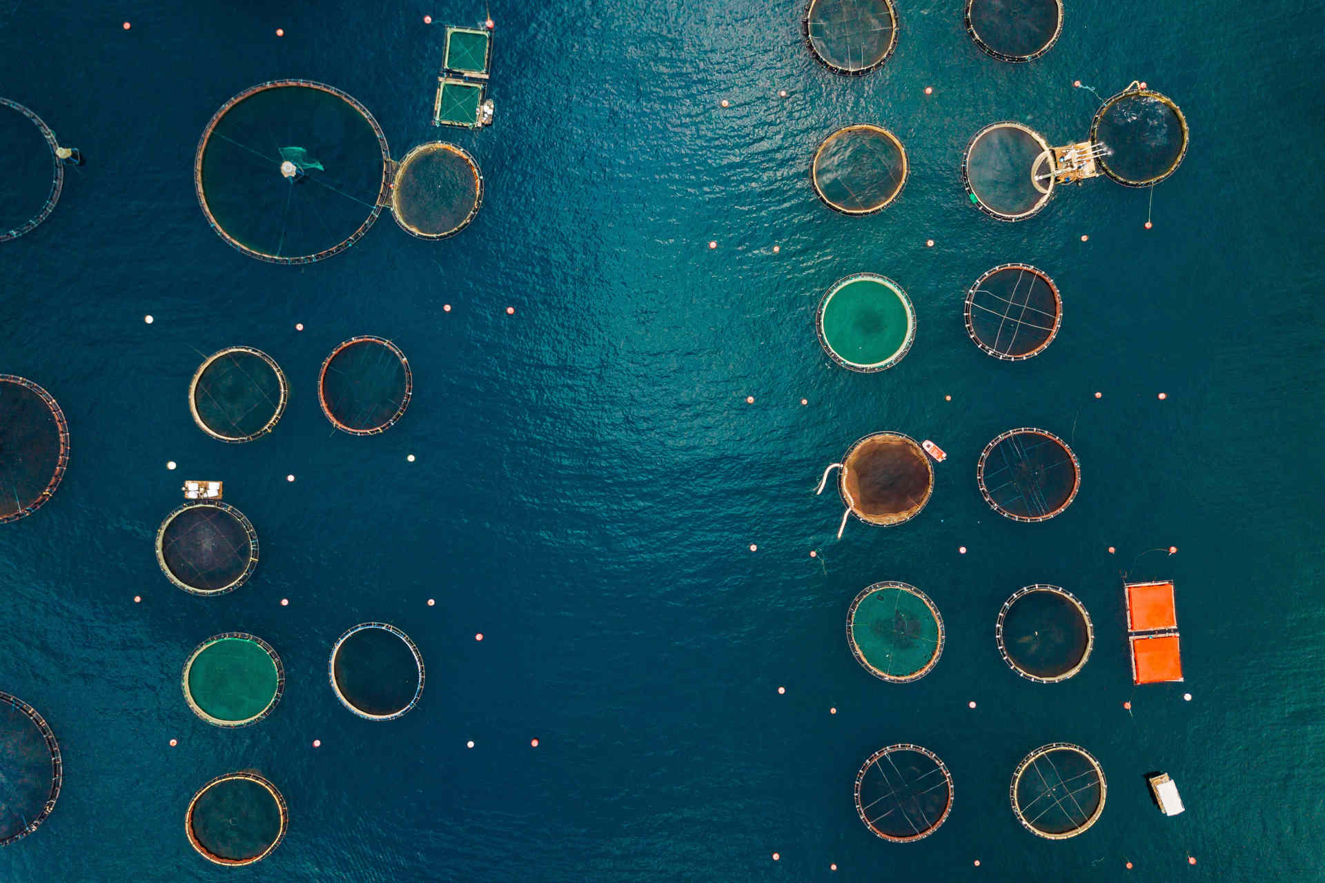 Pesca sostenibile: l'acquacoltura è un'alternativa alla pesca a strascico?