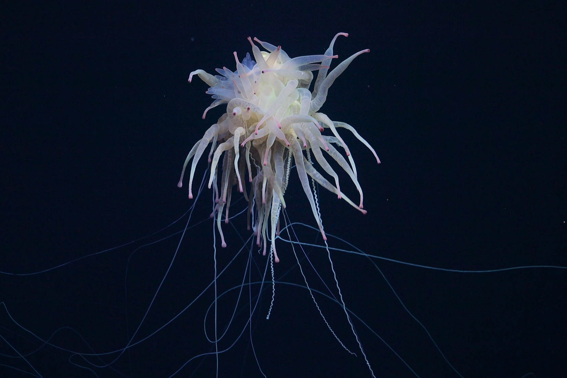 Nuove specie e montagne mai viste: le scoperte in fondo all'oceano